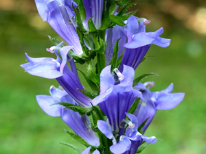 Image of Great Blue Lobelia wildflower
