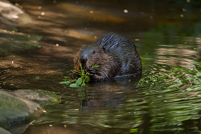 Beaver