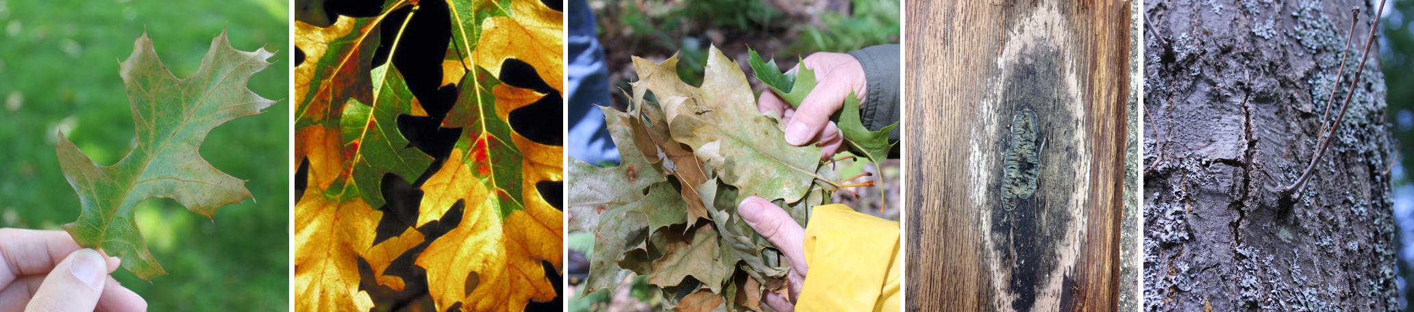 signs and symptoms of oak wilt