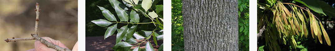 Ash tree stem, leaf, bark and seeds