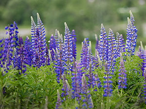Image of Wild Lupine wildflower