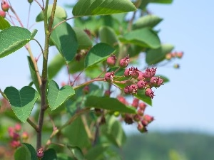 Serviceberry shrub