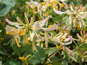 Northern bush honeysuckle shrub