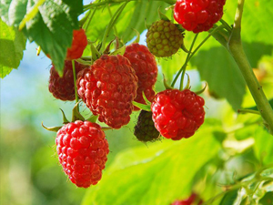 Red Raspberry shrub
