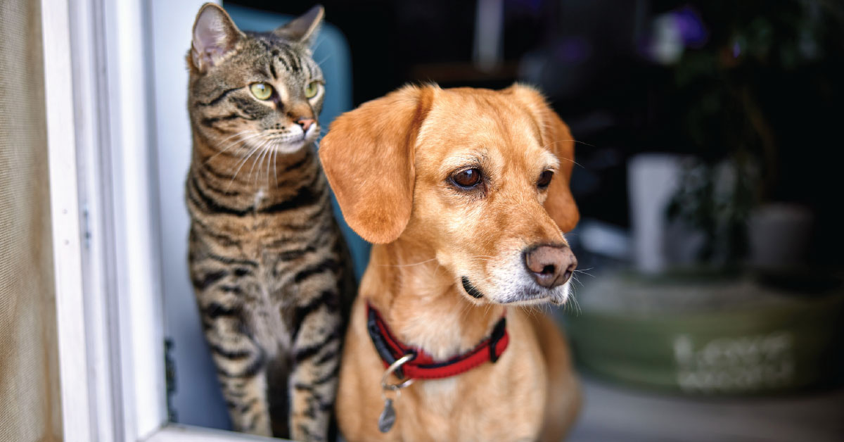 Cat and dog staring out a window