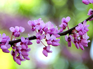 Eastern Redbud tree