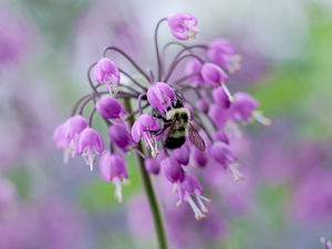 Image of Nodding Onion wildflower
