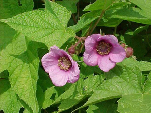 Flowering raspberry shrub