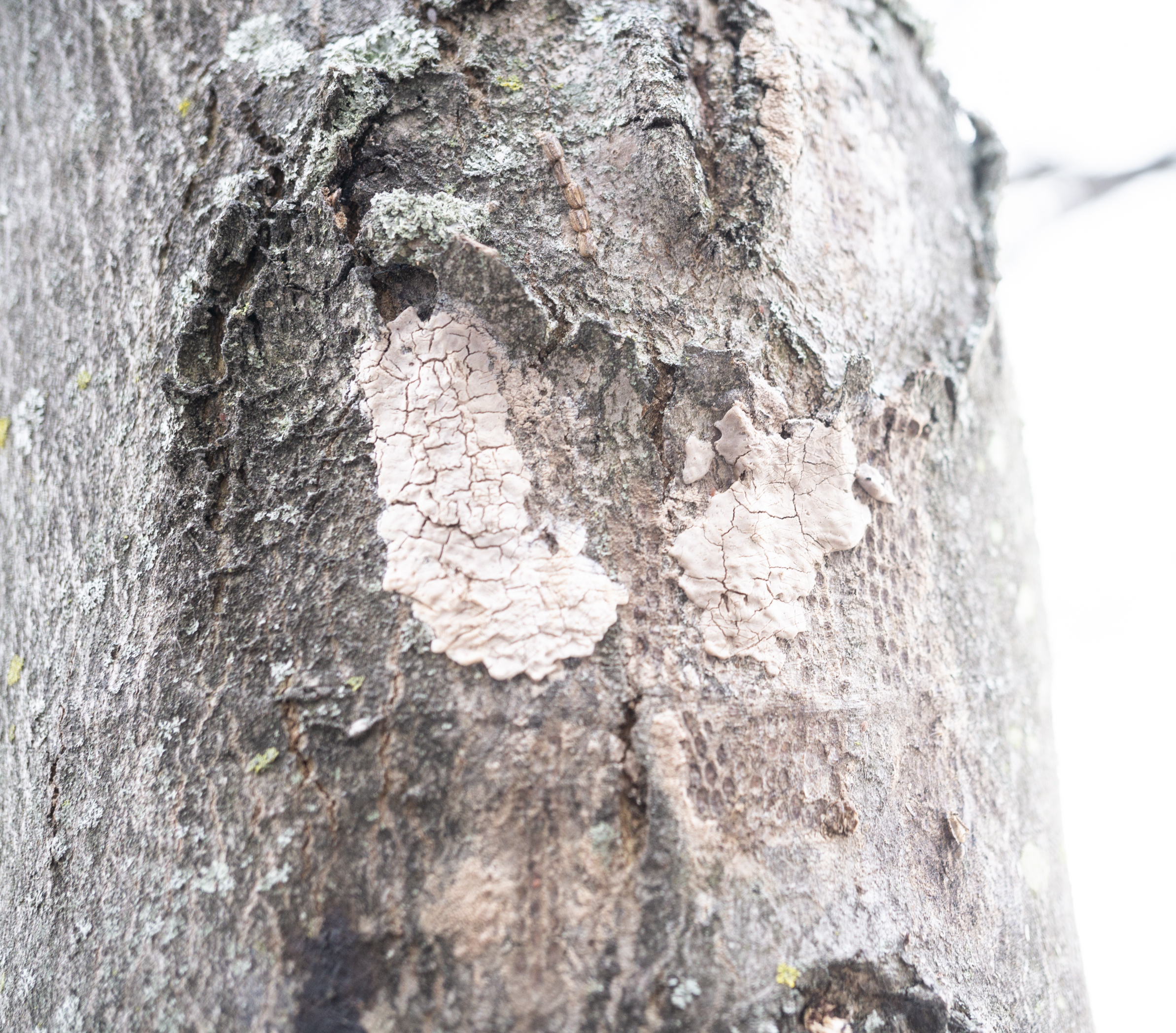 Spotted Lanternfly Egg Mass