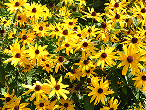 Black-Eyed Susans