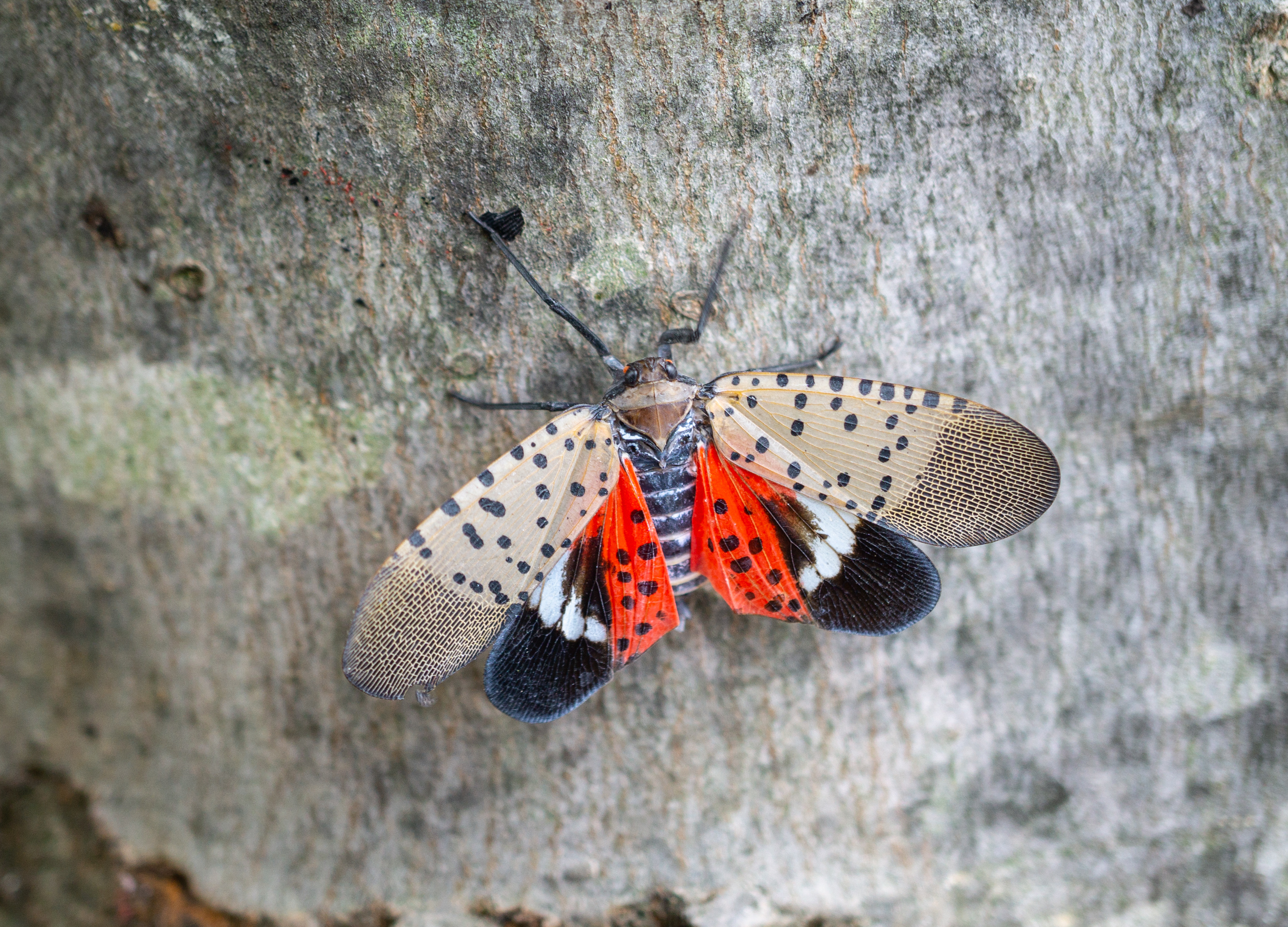 An adult spotted lanternfly 