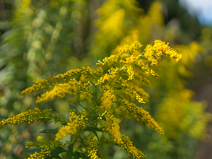 Image of Blue Stemmed Goldenrod wildflower