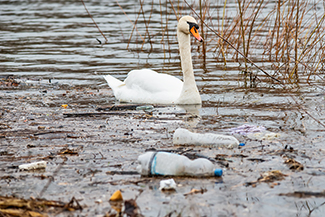 swan swimming in polluted water