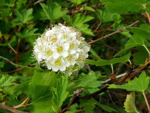Ninebark shrub