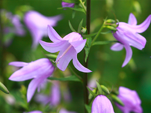 Image of Common Harebell wildflower