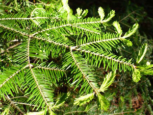Balsam Fir tree