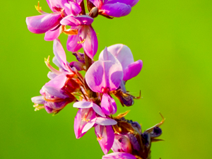 Image of Showy Tick Trefoil wildflower