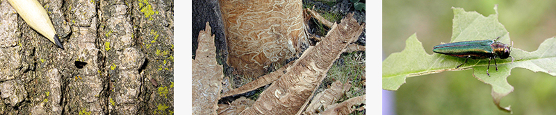 Signs of EAB infestation: D-shaped exit holes, S-shaped galleries, leaves with ragged edges