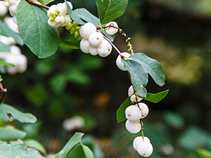 Snowberry shrub