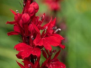Image of Cardinal Flower