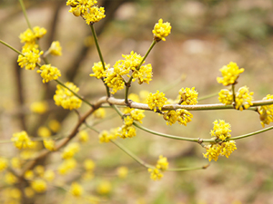 Spicebush shrub