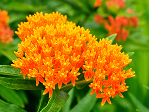Image of Butterfly Milkweed flower